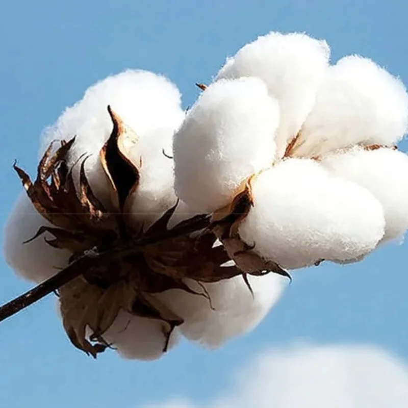 2025 Autumn and Winter Men's Casual Hooded Sweater Letter Printing Unisex Pure Cotton Versatile Loose Fashion Comfortable Hoodie - Image 3